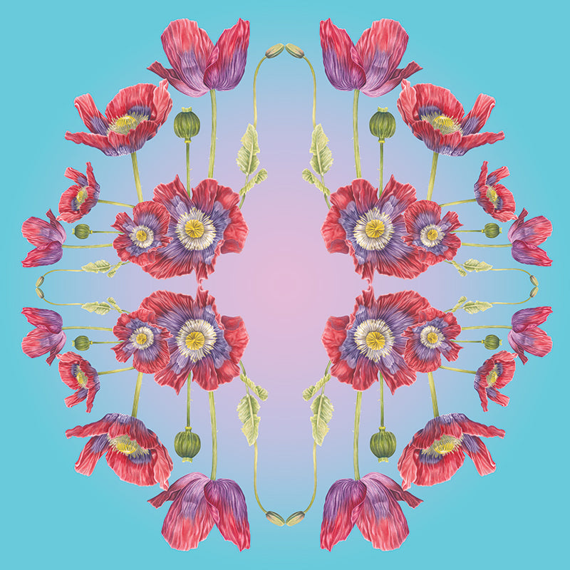 Opium Poppy