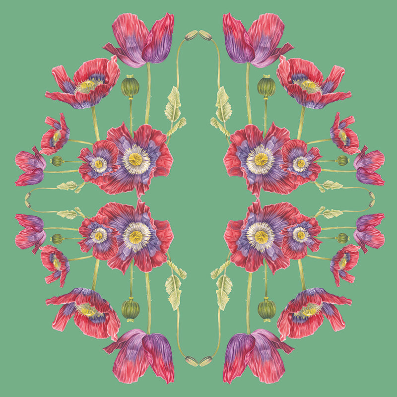 Opium Poppy