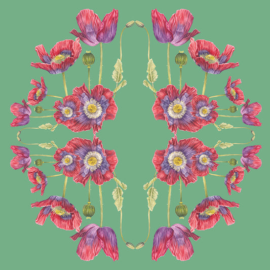 Opium Poppy