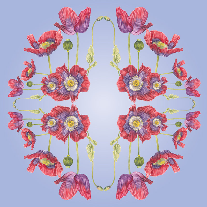 Opium Poppy